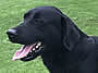 Willi